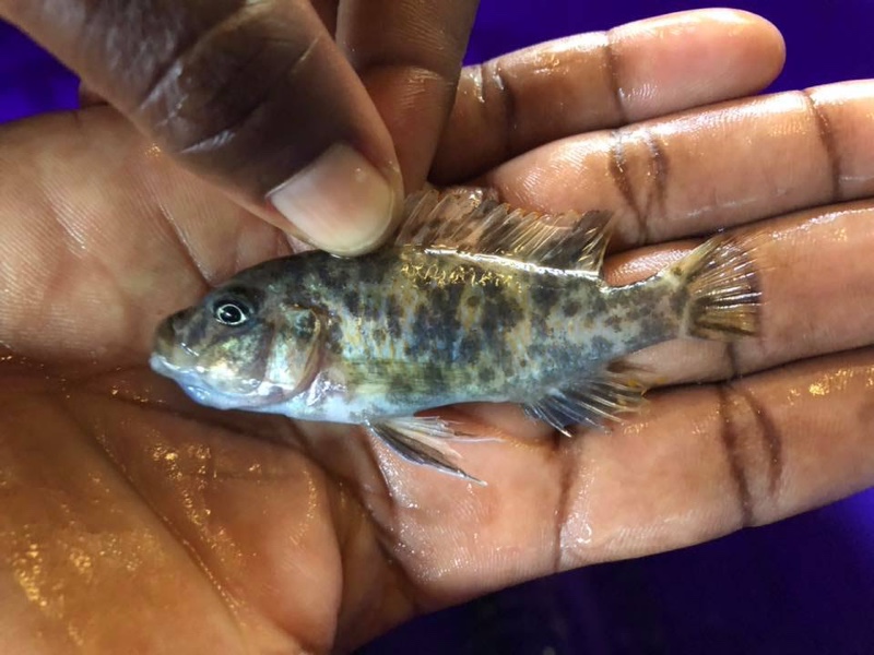 Maylandia zebra 'Londo Bay'